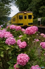 いすみ鉄道と紫陽花！