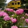 いすみ鉄道と紫陽花！