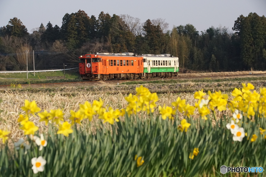 小湊鉄道　キハ40とスイセン！