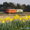 小湊鉄道　キハ40とスイセン！