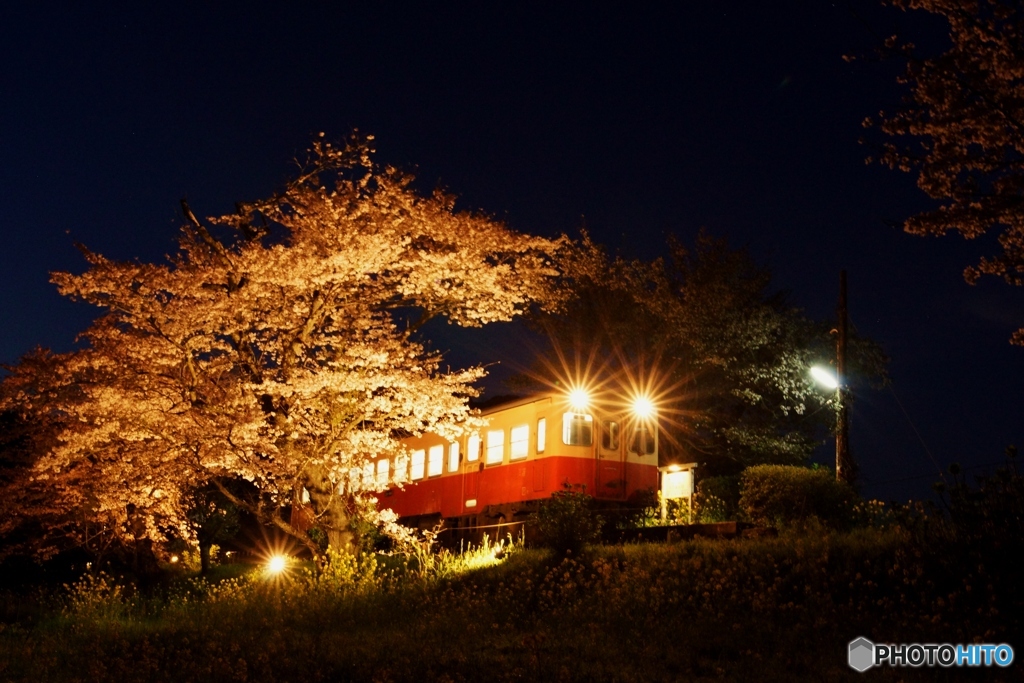 小湊鉄道　飯給駅　もう一つの夜桜撮影②（完）