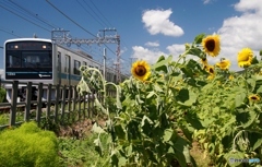 夏空　ひまわり　小田急線！①