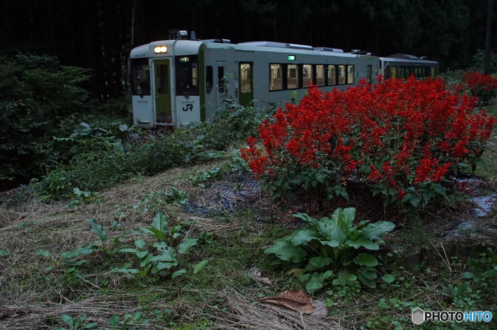 真っ赤な「サルビア」の花と只見線！