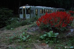 真っ赤な「サルビア」の花と只見線！