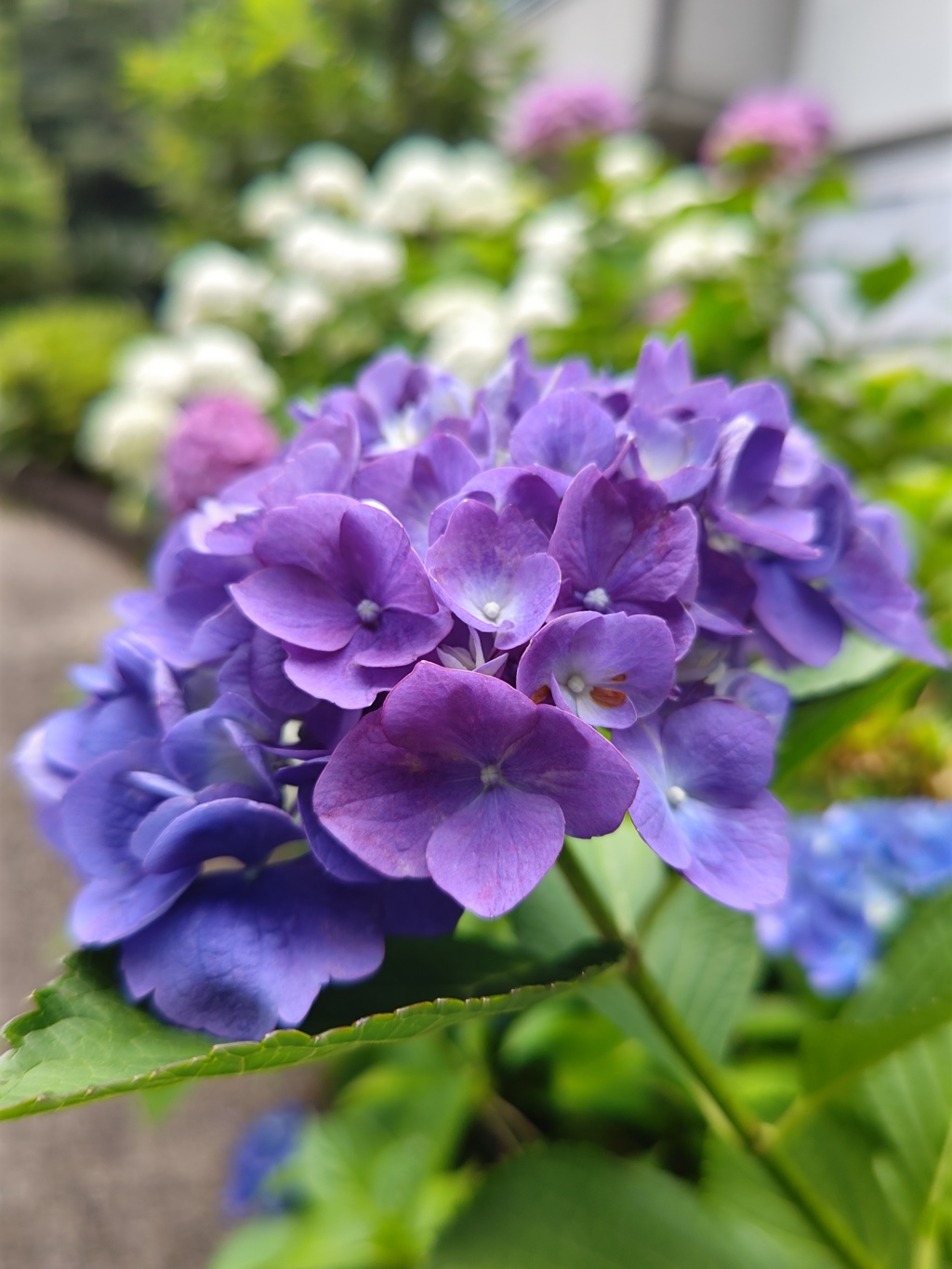紫陽花が開花！