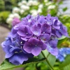 紫陽花が開花！