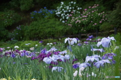 花菖蒲と紫陽花！