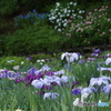 花菖蒲と紫陽花！