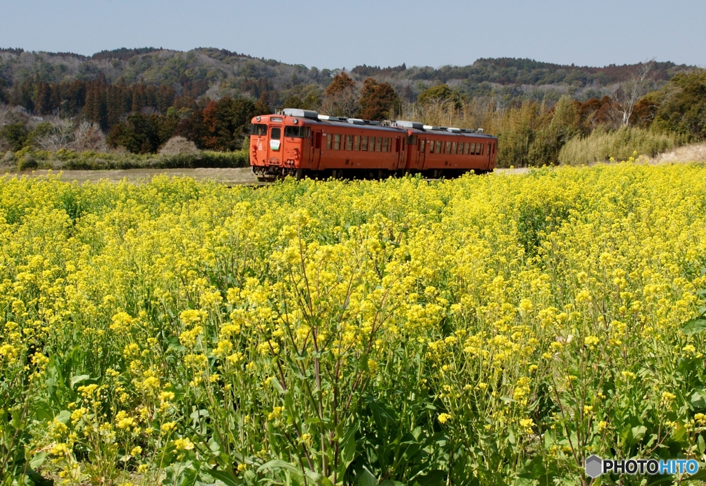 2024　小湊鉄道の菜の花事情①～⑨の中の④