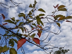 秋の空にほんのり紅葉！