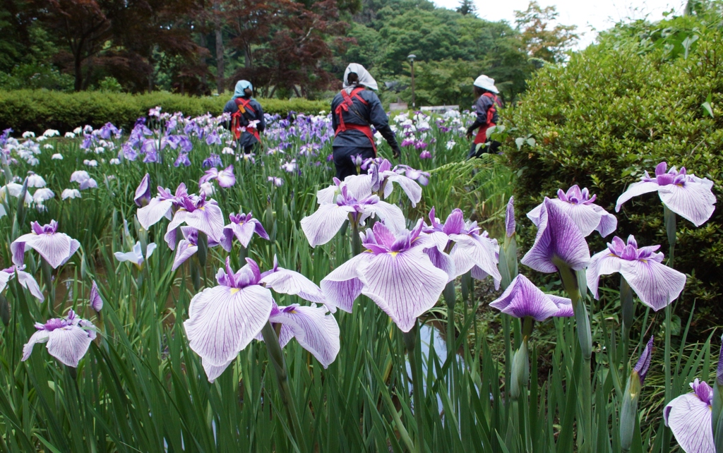 菖蒲の花は…②