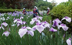 菖蒲の花は…②