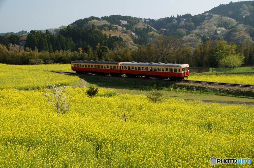 小湊鉄道　石神地区の菜の花！③（完）