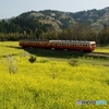 小湊鉄道　石神地区の菜の花！③（完）