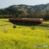 小湊鉄道　石神地区の菜の花！③（完）