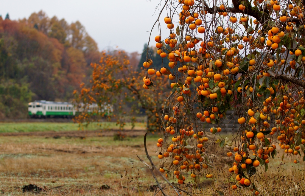 今年の柿は豊作か？