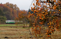 今年の柿は豊作か？