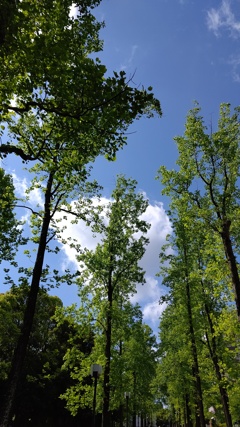 見上げたら、新緑が・・・