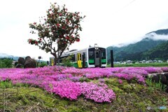 シバ桜が咲く駅！