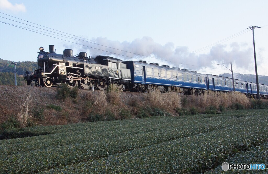 茶畑を走るC10-8型と12系客車！