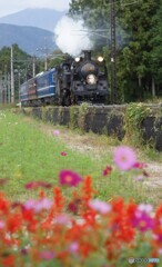 倉ケ崎花畑にSL「大樹」! 倉ケ崎花畑にSL「大樹」!