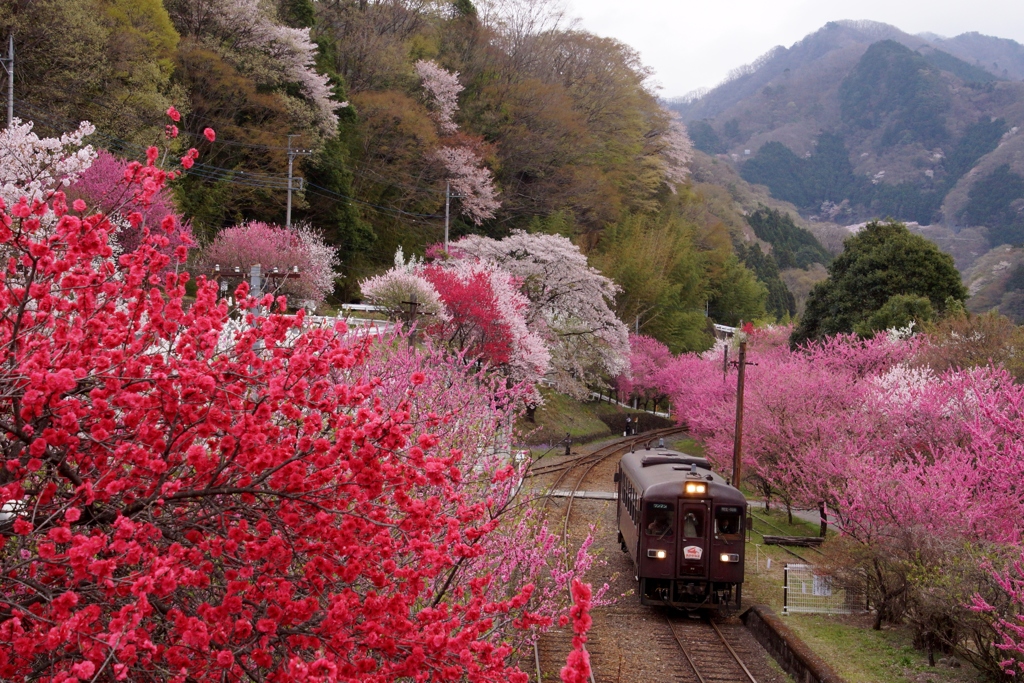 花桃の里！②