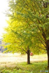 ちょっと早い銀杏の紅葉！