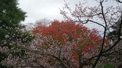 紅葉狩りとお花見❗