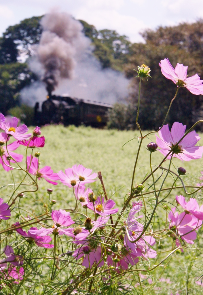 多田羅の花景色！