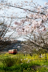 小湊鉄道の春！①