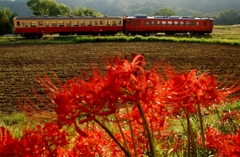 小湊鉄道石神地区の彼岸花！②