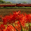 小湊鉄道石神地区の彼岸花！②