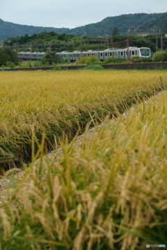 実りの秋 小田急5000系