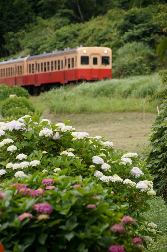 小湊鉄道のキハ200と紫陽花！