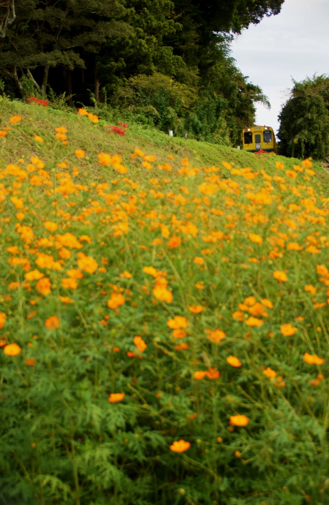 いすみ鉄道菜の花の丘にキバナコスモスが・・・