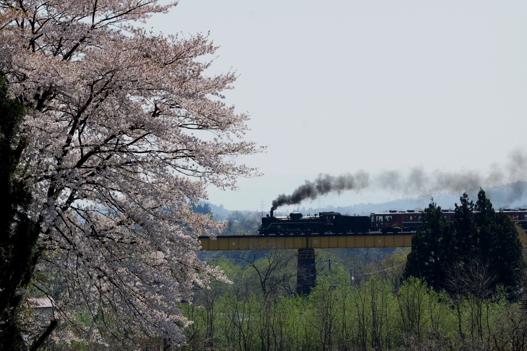 一戸橋梁の桜とばんもの‼