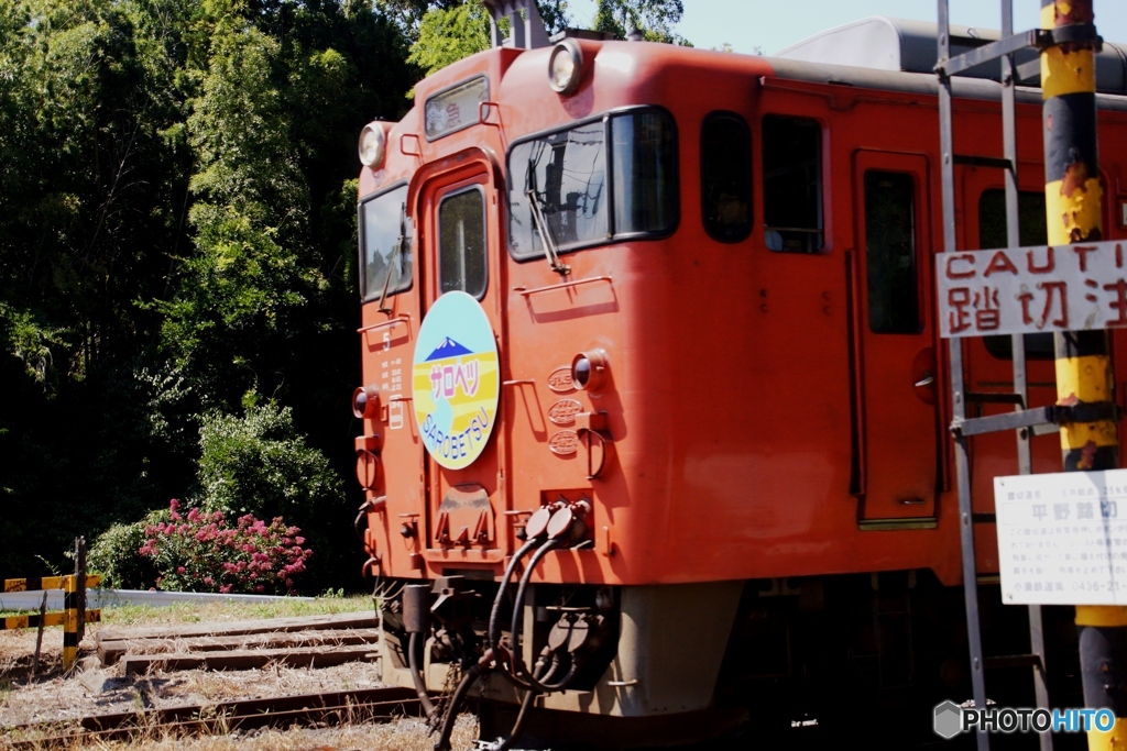 小湊鉄道　キハ40「サロベツ」号と百日紅！