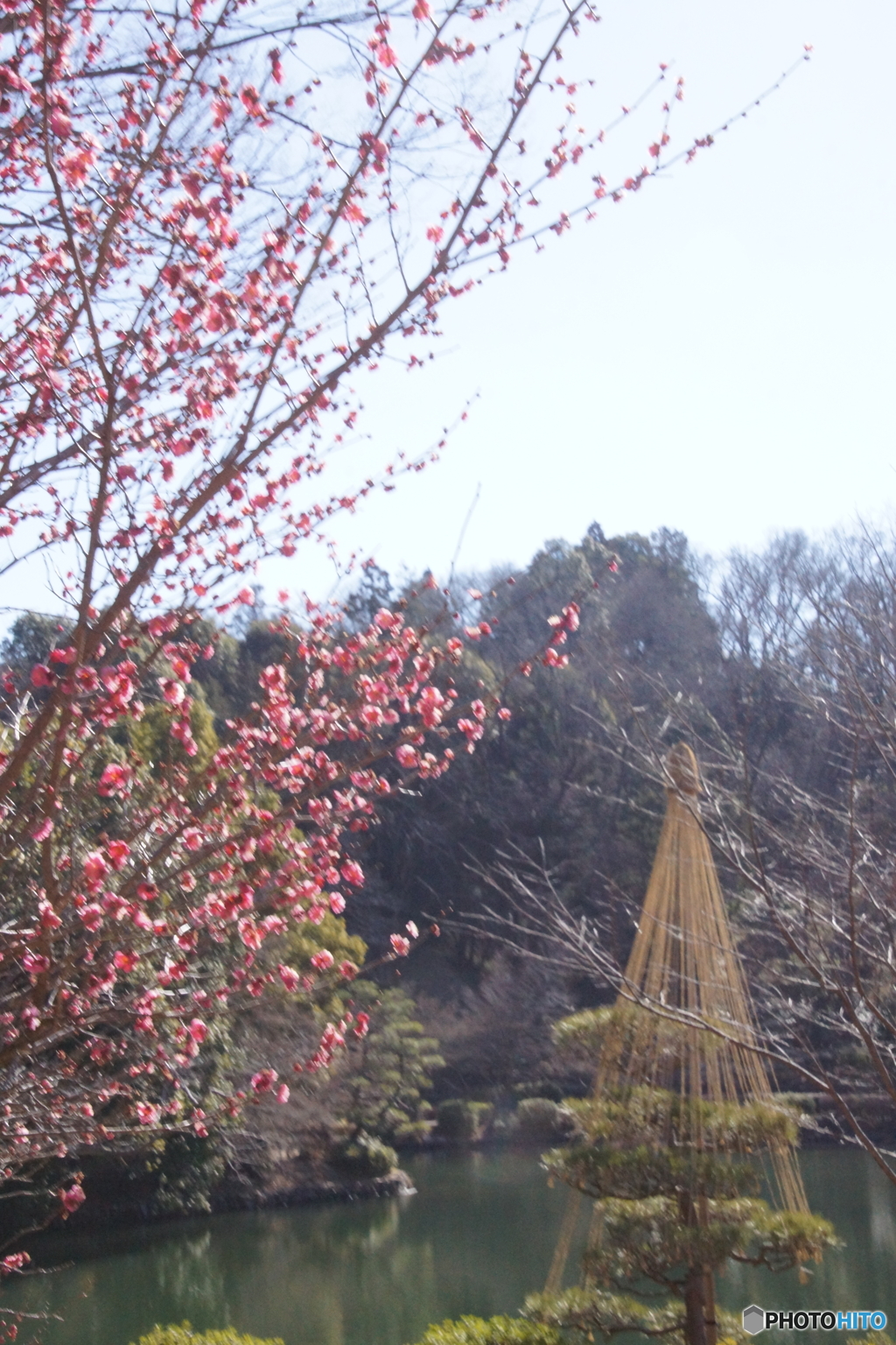 紅梅と雪つり！
