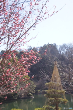 紅梅と雪つり！