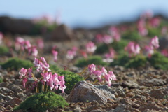高山植物の女王「コマクサ」の群生