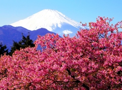 真っ白な富士山と河津桜！