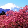 真っ白な富士山と河津桜！