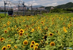 小田急　ヒマワリと5000系電車！