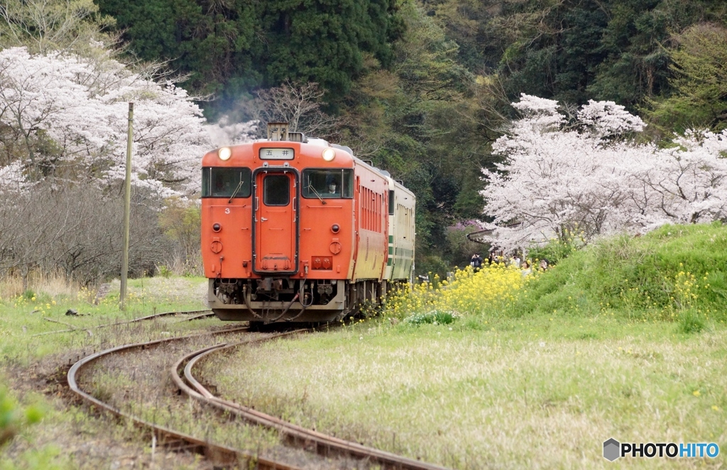 桜とキハ40！②