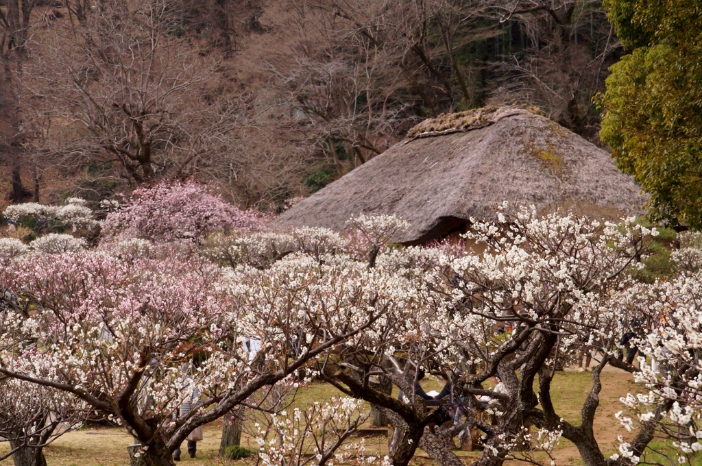 東京にも里山が…③