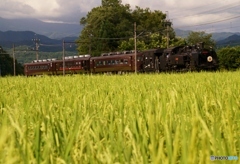 SL「大樹」倉ケ崎の田園風景！