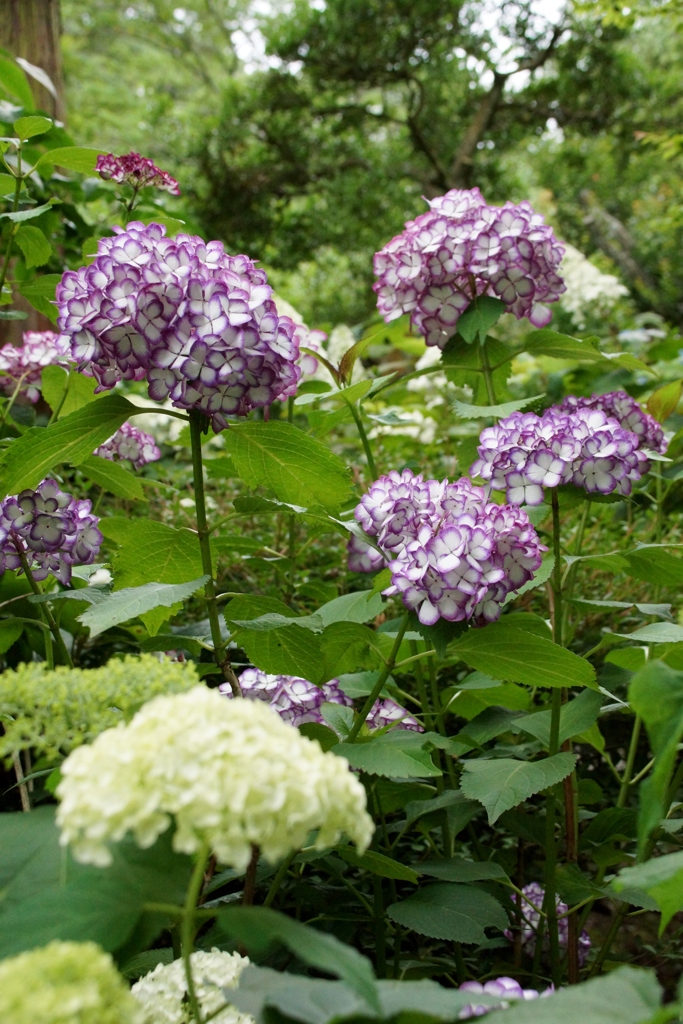 紫陽花珍種！
