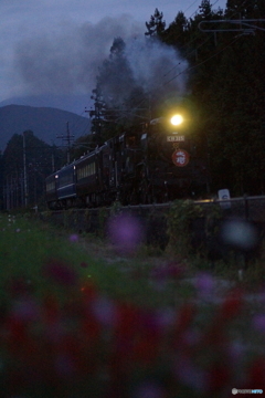 夕暮れのSL「大樹」! 夕暮れのSL「大樹」!