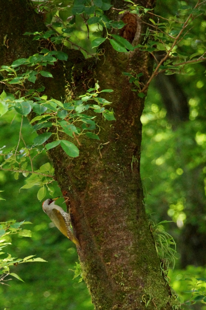 アオゲラの子育て！②（完）