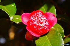 日の丸構図の山茶花！